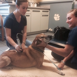 Pet Cold Laser Therapy - Riverwalk Animal Hospital